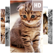 Cat Wallpapers  Icon