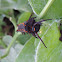 Pipevine Swallowtail Caterpillar