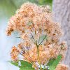 Joe-Pye Weed or Bonesets