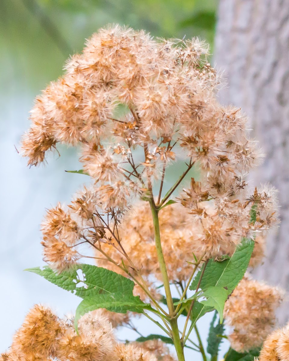 Joe-Pye Weed or Bonesets