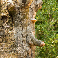 La natura e' fantastica di 