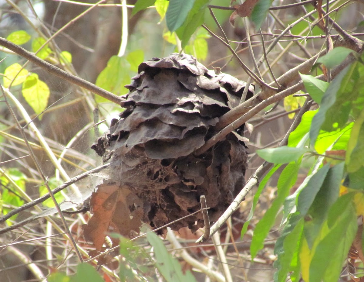 Nest