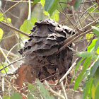 Nest