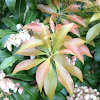 Japanese Pieris