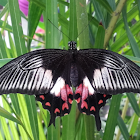 Common mormon female