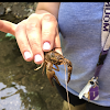 Virile Crayfish