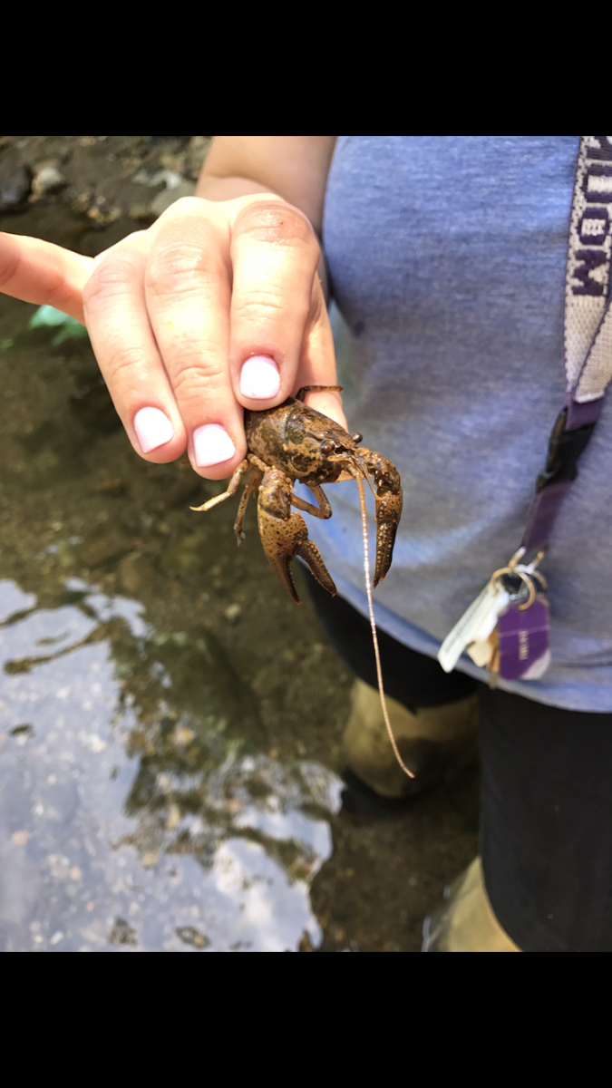 Virile Crayfish