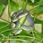 White-Lipped Pit Viper (Juvenile)