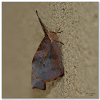 American Snout Butterfly