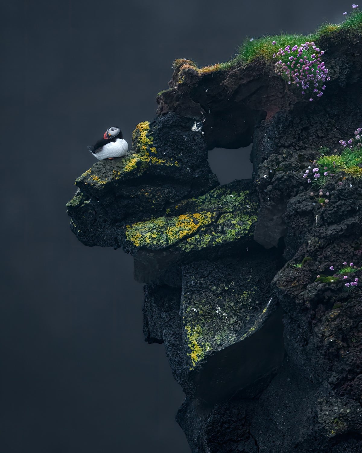 Atlantic puffin sitting on craggy cliffside