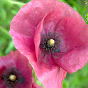 Poppy