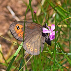 Woodland Ringlet