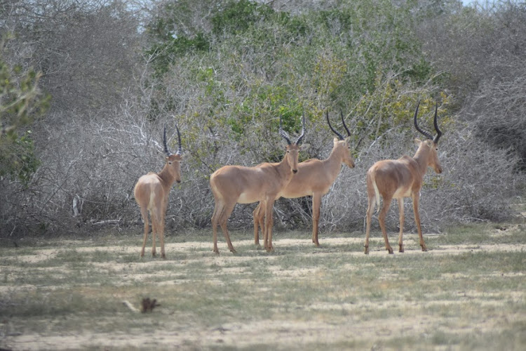 Hirola antelopes