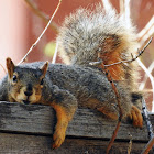 Fox Squirrel