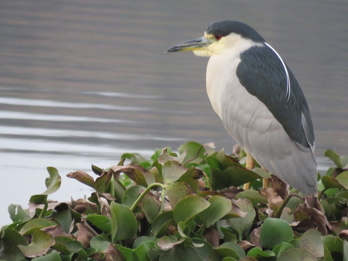 Night Heron