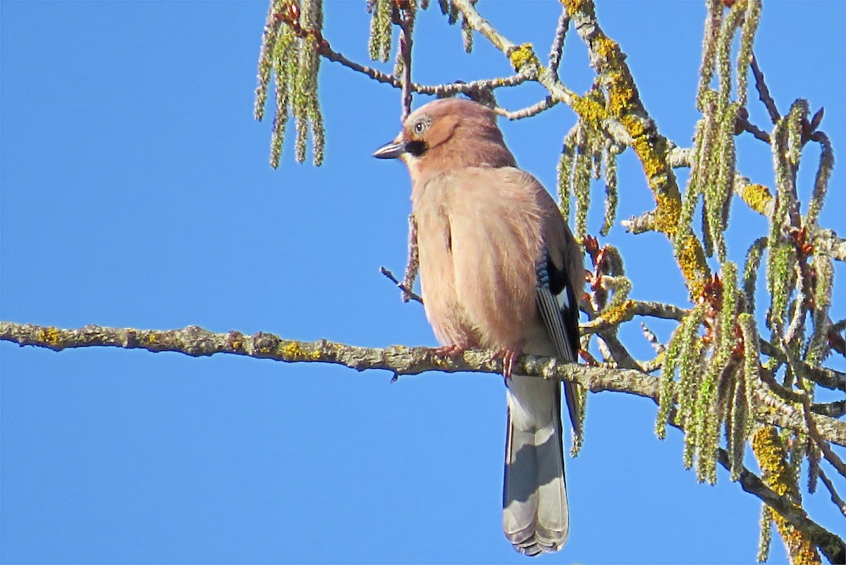 Eurasian Jay