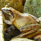 Japanese Brown Frog