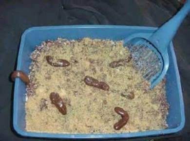 April Fools Kitty Litter Cake Just A Pinch Recipes