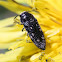 Wood-boring Beetle