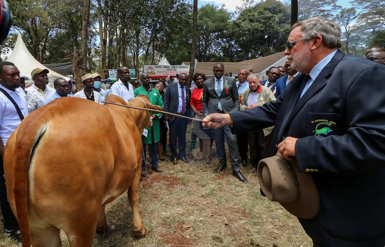 International cattle judge William Jager shows the Governor one of the best selected bull at Nairobi International Trade Fair show at Jamuhuri Park Showground on September 27, 2022.