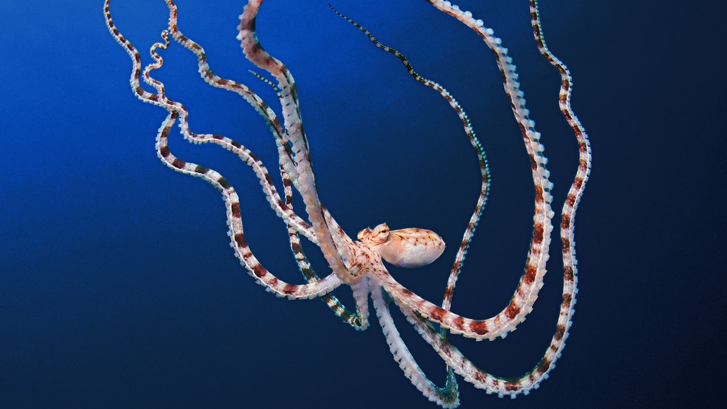 Watch Secrets of the Octopus live