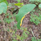 White Flannel Moth