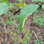 White Flannel Moth