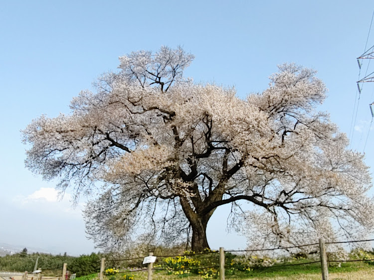 ティーダラティオのVERSA仕様・USDMと桜・少し遅かった・お花見ハシゴ旅に関するカスタム事例の投稿画像4枚目