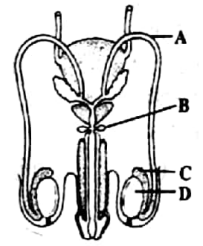 Male reproductive system