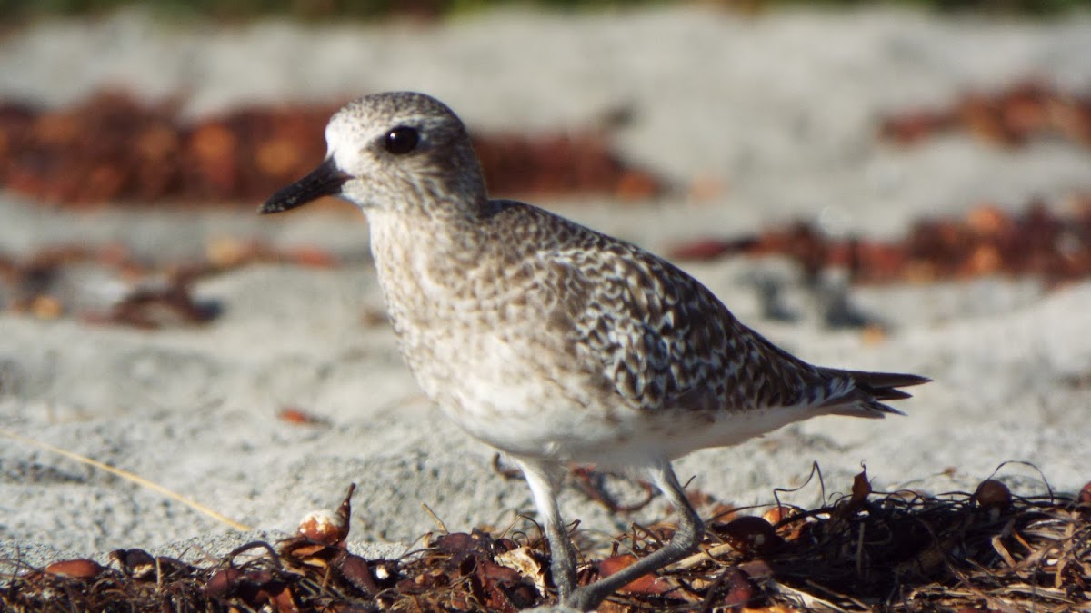 Black-bellied plover (Non-breeding)