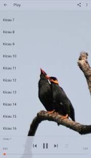 Master Kicau Burung Jalak - náhled