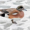 American Wigeon