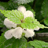 white nettle or white dead-nettle