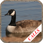 Cover Image of ดาวน์โหลด Goose calls 1.3 APK