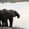 African Bush Elephant