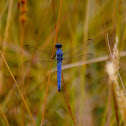 Dragonfly - Western Pondhawk (male)