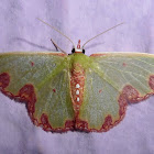 Emerald moth