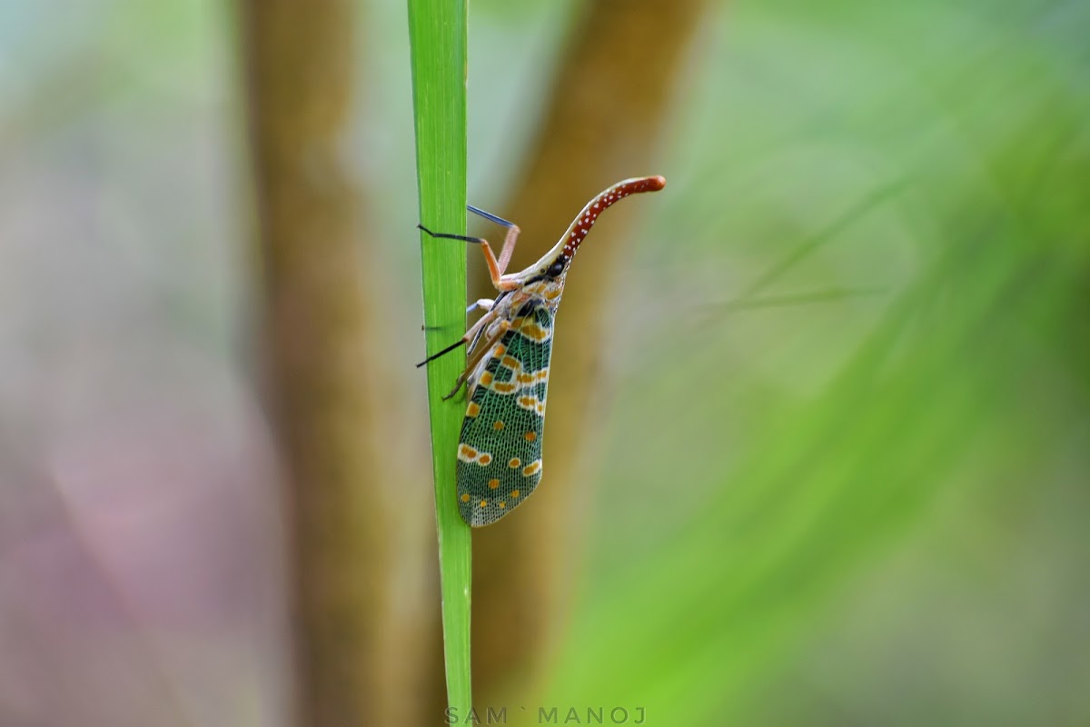 LanternFly/Lantern Bug