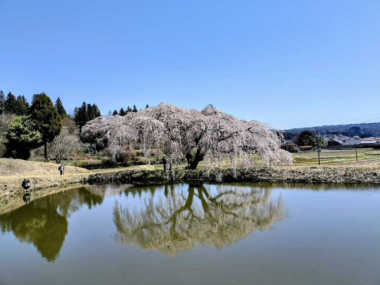 ジェイドの常隆寺の桜　棚倉町・花園のしだれ桜　棚倉町・亀ヶ城趾　棚倉町・フランス菓子　KOMINEYA・戸津辺の桜に関するカスタム事例の投稿画像2枚目