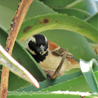 Cape Sparrow