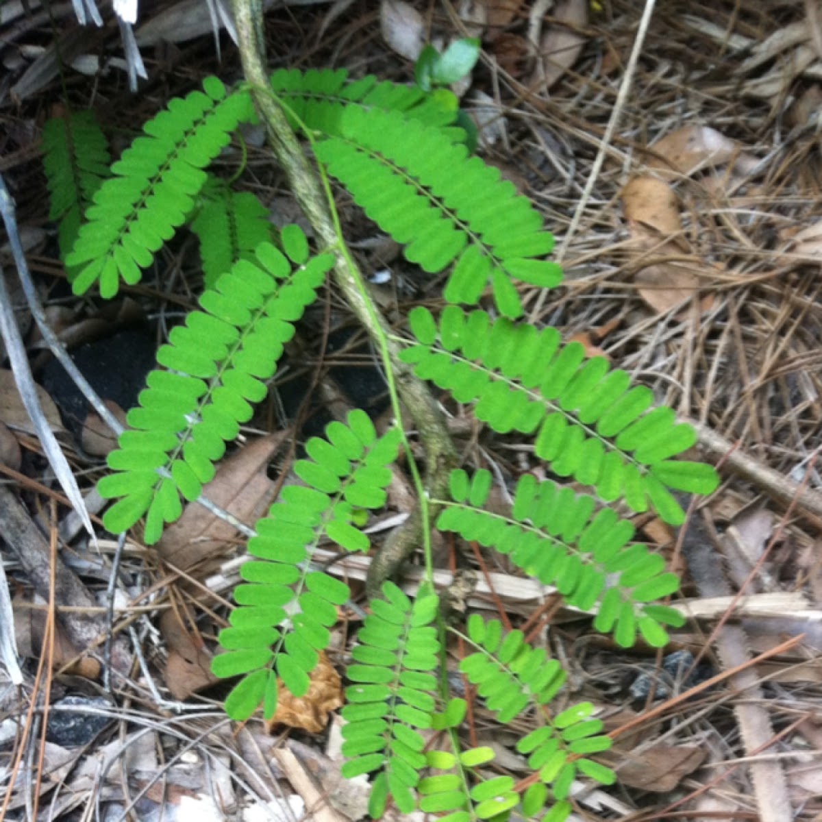 Leatherleaf Fern