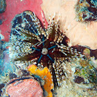 Banded/Double-Spined Sea Urchin