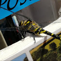 Golden-Ringed Dragonfly