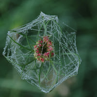 Il fiore imprigionato di 