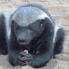 Honey badger