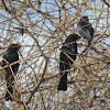 Brown-headed Cowbird