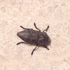 Capnodis tenebricosa alia