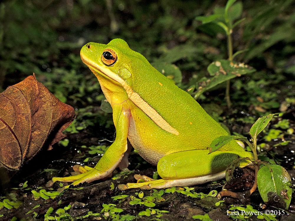 American Green Treefrog