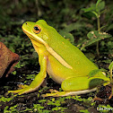 American Green Treefrog