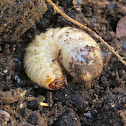 Cockchafer